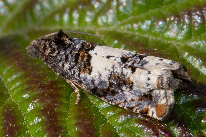 unid moth poss Gypsonoma dealbana 24-05-23.jpg