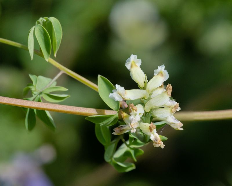 Climbing Corydalis - Ceratocapnos claviculata 24-05-23.jpg