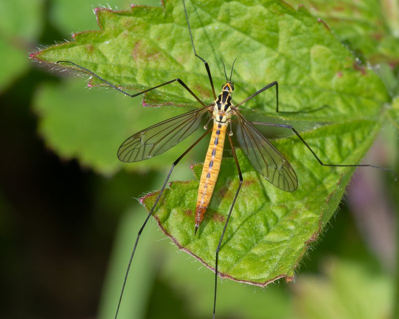 Week 22 - Cranefly - Nephrotoma flavescens f 03-06-23.jpg
