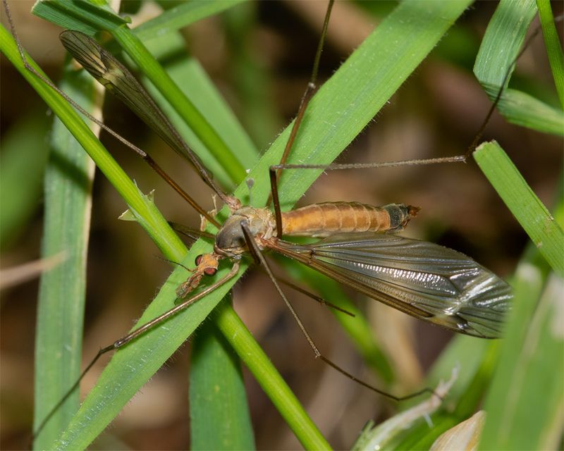 Cranefly - Tipula-Lunatipula fascipennis 03-06-23 #2.jpg
