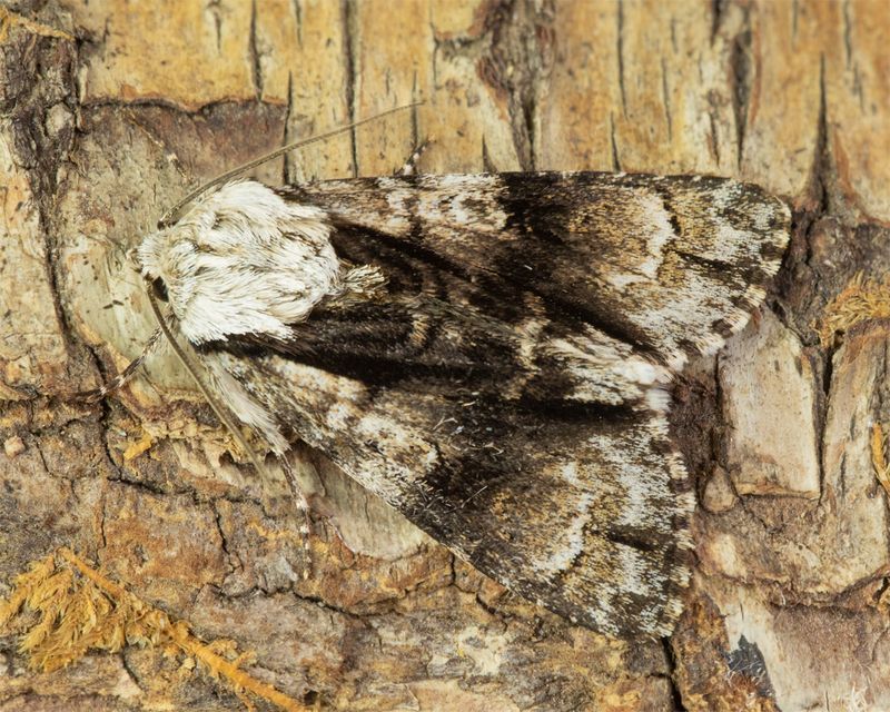 Alder Moth - Acronicta alni 03-06-23.jpg