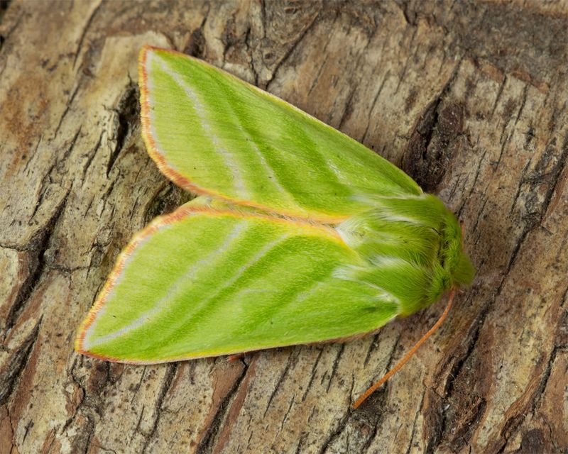 Green Silver-lines Moth - Pseudooips prasinaria 03-06-23.jpg