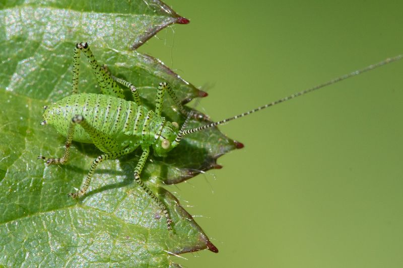 Speckled Bush-cricket - Leptophyes punctatissima nymph 03-06-23.jpg