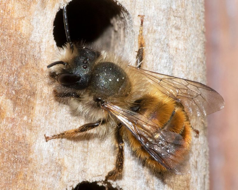 Osmia bicornis inspecting a nesting hole.jpg