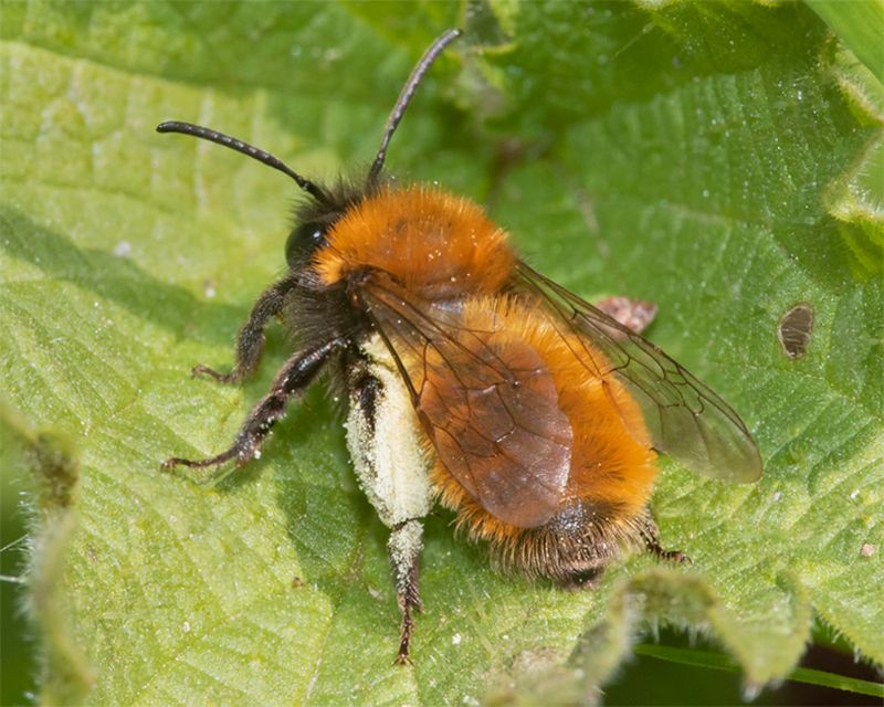 Tawny Mining Bee.jpg