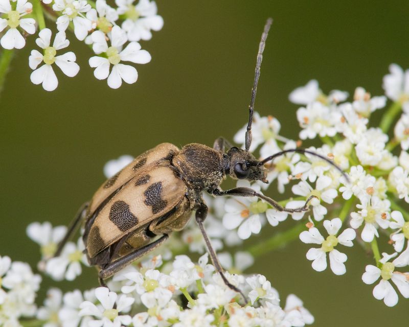 Speckled Longhorn Beetle - Pachytodes cerambyciformis 13-06-23.jpg