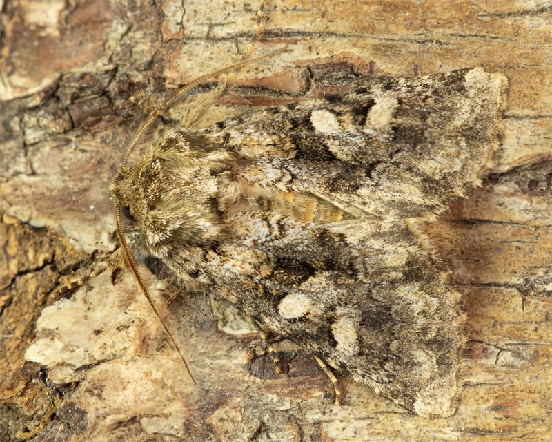 Tawny Shears Moth 11-06-23.jpg