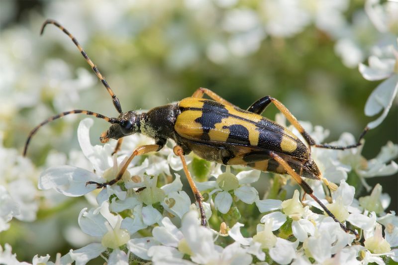 Black & Yellow Longhorn Beetle - Rutpela maculata 14-06-23.jpg
