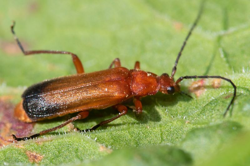 Common Red Soldier Beetle - Rhagonycha fulva 14-06-23.jpg