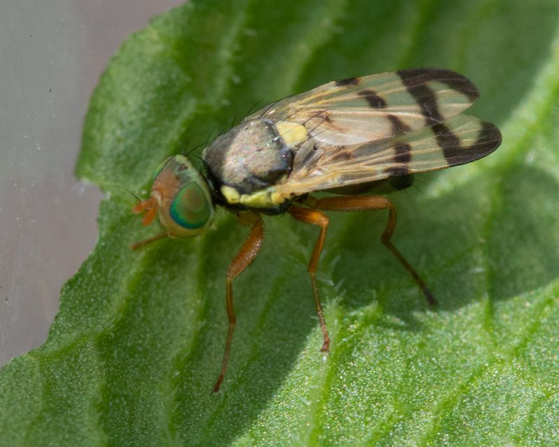 Picture-winged Fly - Urophora stylata 14-06-23.jpg