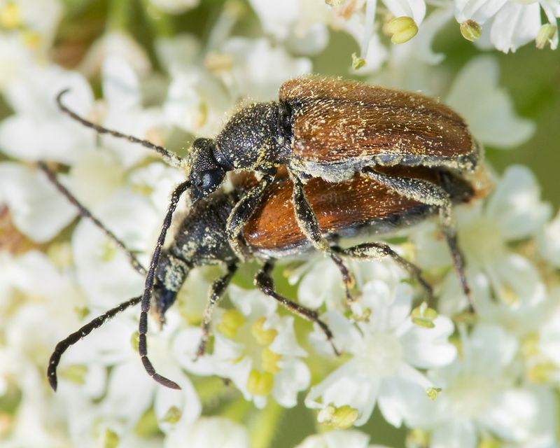 Fairy-ring Longhorn Beetle - Pseudovadonia livida 15-06-23.jpg