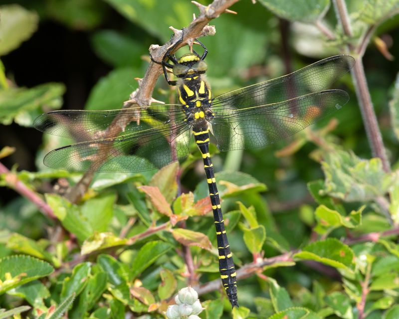 Golden-ringed Dragonfly - Cordulegaster boltonii 15-06-23.jpg