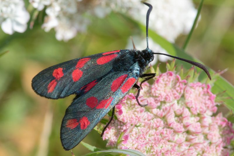 Six-spot Burnet Moth - Zygaena filipendulae.jpg