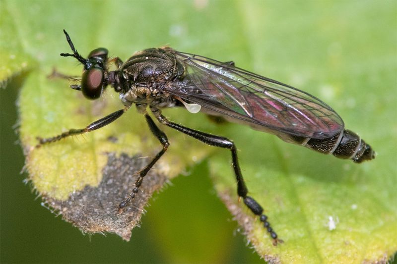 Stripe-legged Robberfly - Dioctria baumhaueri dark form 16-06-23.jpg