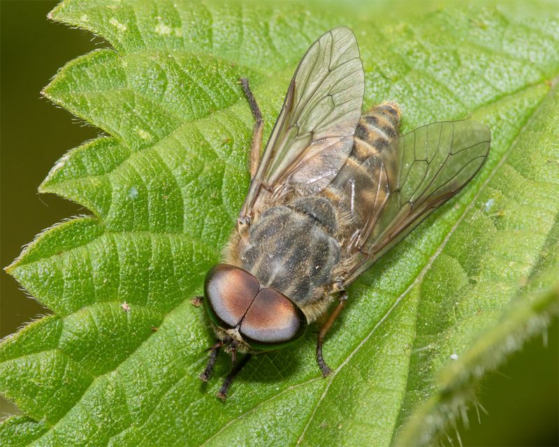 Band-eyed Brown Horsefly - Tabanus bromius m 19-06-23.jpg
