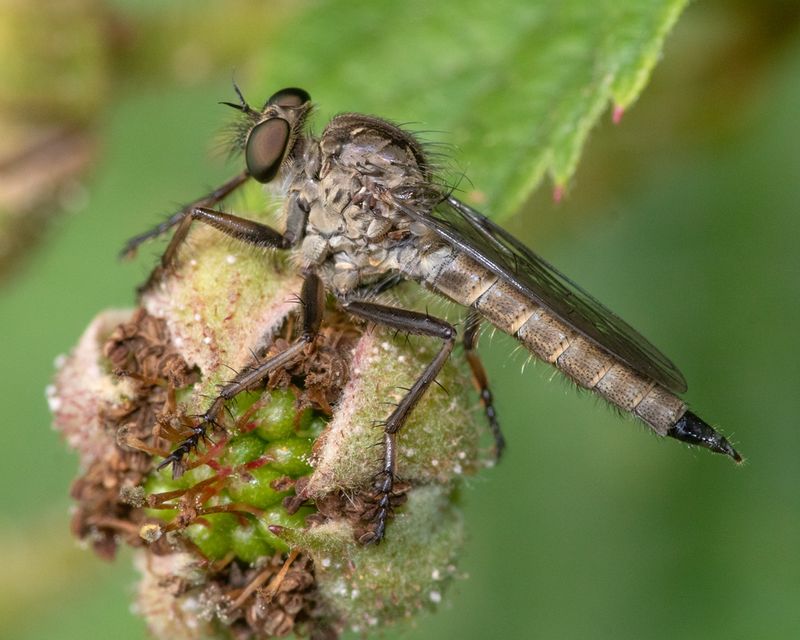 Kite-tailed Robberfly - Machimus atricapillus f 19-06-23.jpg