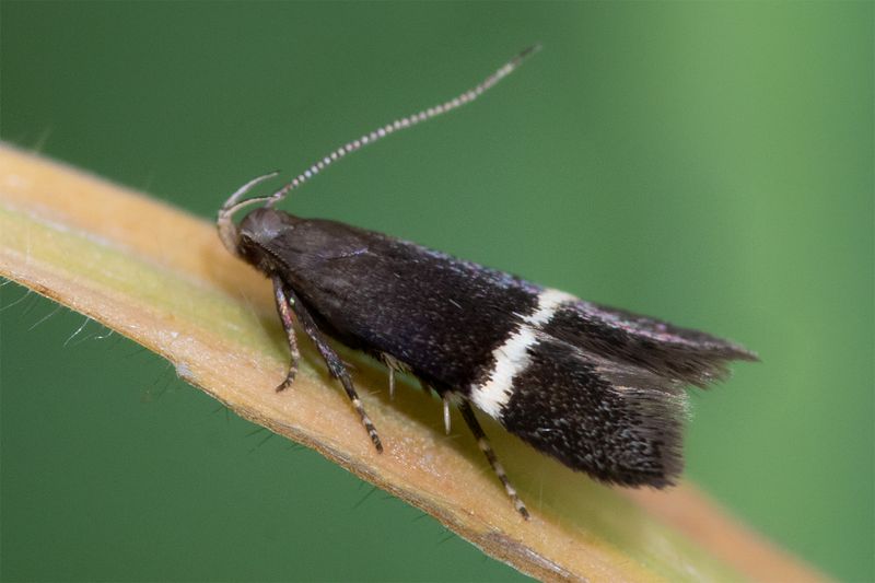 Micro Moth - Syncopacma larseniella 19-06-23.jpg