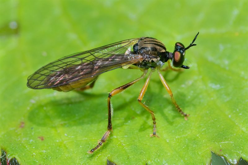 Small Yellow-legged Robberfly - Dioctria linearis 19-06-23.jpg