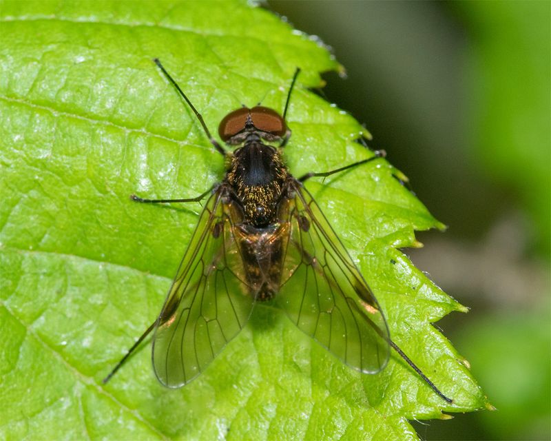 Black Snipefly - Chrysopilus cristatus m 24-06-23.jpg