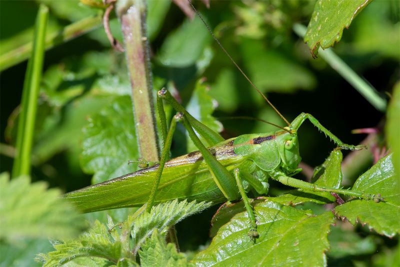 Great Green Bush Cricket - Tettigonia viridissima m 24-06-23.jpg