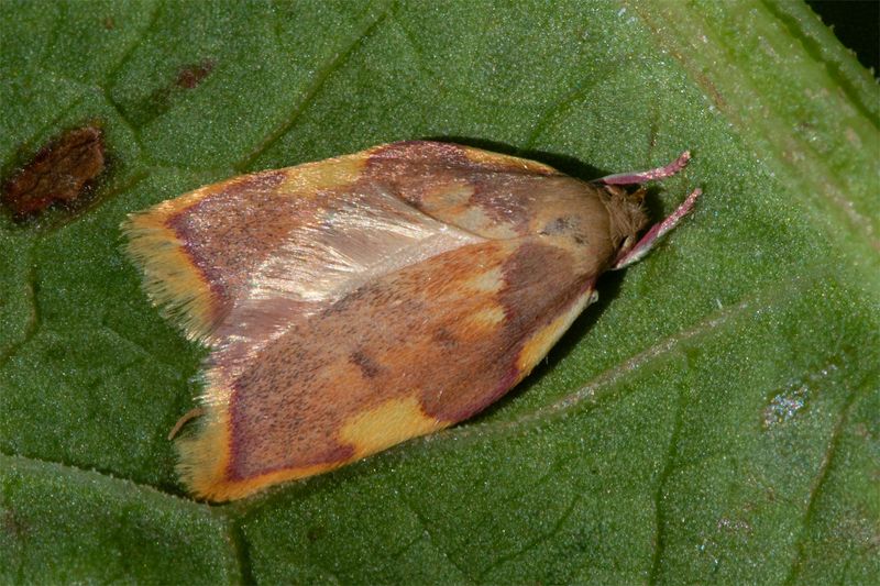 Micro Moth - Carcina quercana 24-06-23.jpg