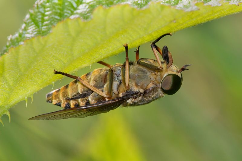 Dark Giant Horsefly - Tabanus sudeticus 25-06-23.jpg
