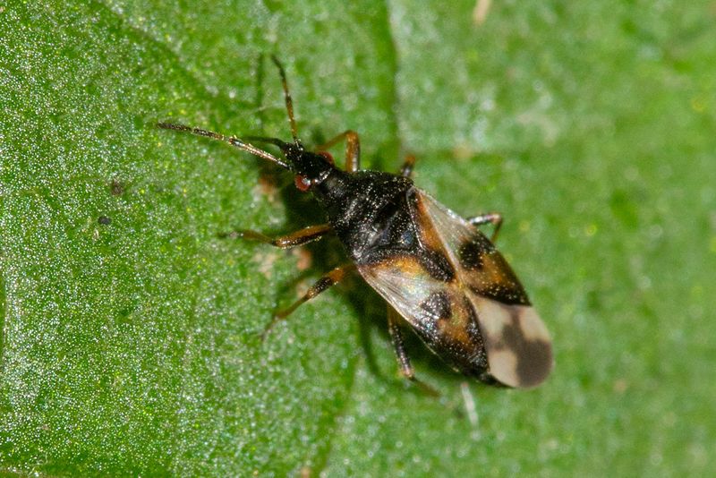 Common Flower Bug - Anthocoris nemorum 29-06-23.jpg