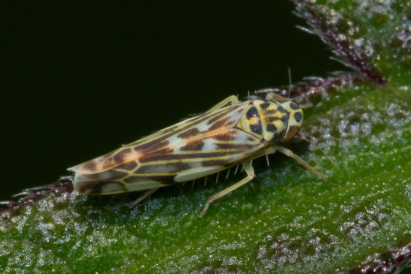 Leafhopper - Eupteryx urticae 29-06-23.jpg