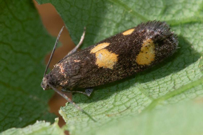 Pammene aurana moth 29-06-23.jpg