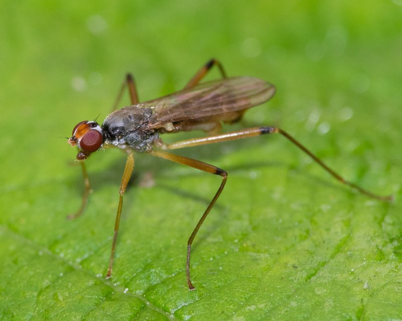 Stilt-legged Fly - Neria cibaria-femoralis 29-06-23.jpg