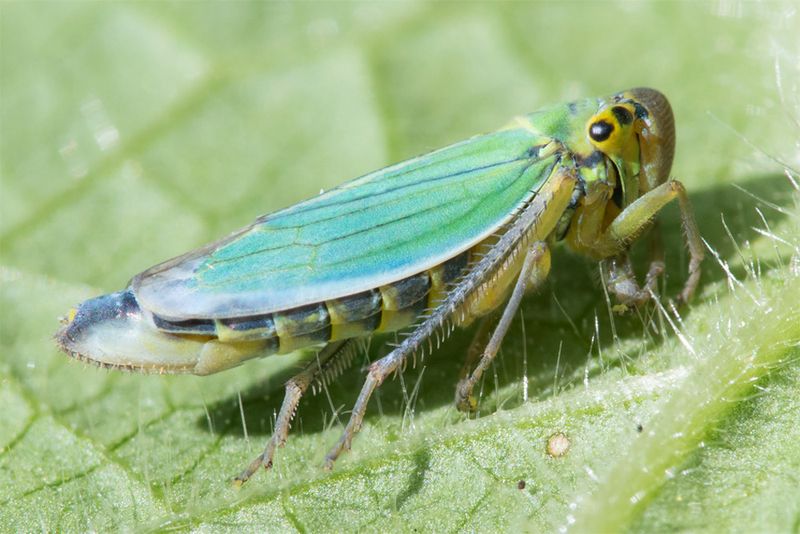 Leafhopper - Cicadella viridis 29-07-22.jpg