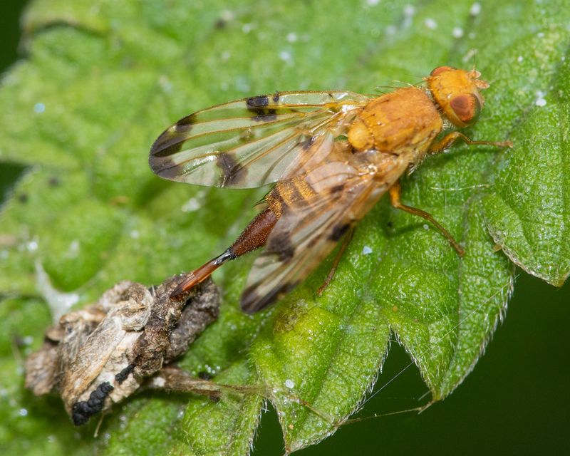 Picture-winged Fly - Xyphosia miliaria f 08-07-23.jpg