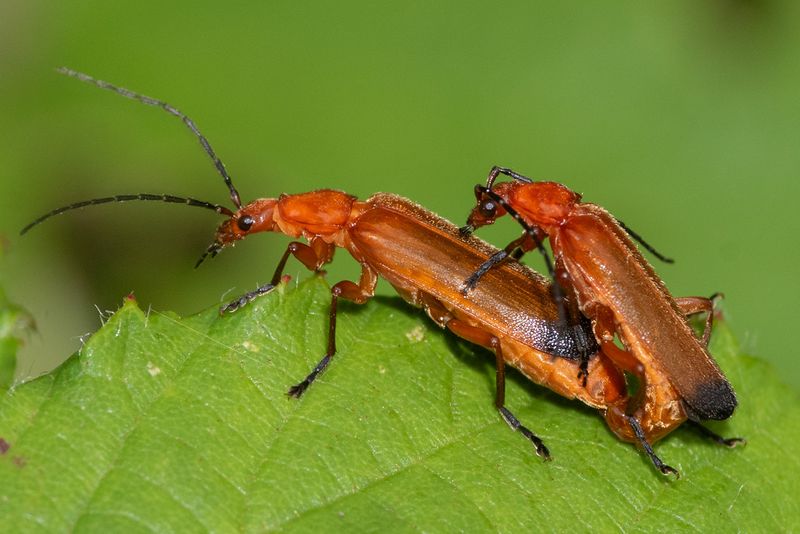 Common Red Soldier Beetles - Rhagonycha fulva 08-07-23.jpg