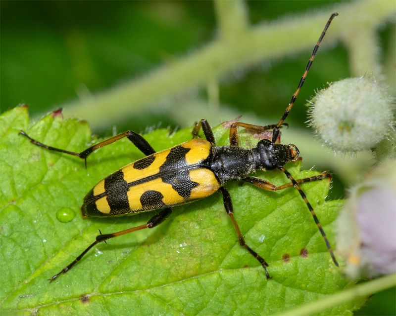 Black & Yellow Longhorn Beetle - Rutpela maculata 08-07-23.jpg