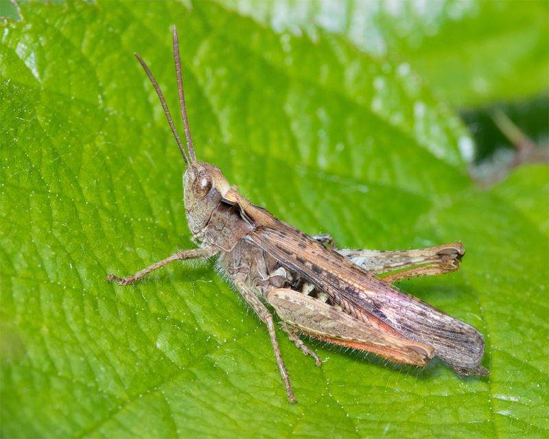 Field Grasshopper - Chorthippus brunneus 12-07-23.jpg