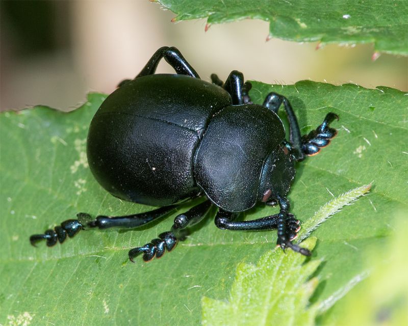 Bloody-nosed Beetle - Timarcha tenebricosa 12-07-23.jpg
