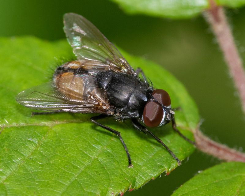 Face Fly - Musca autumnalis 12-07-23.jpg