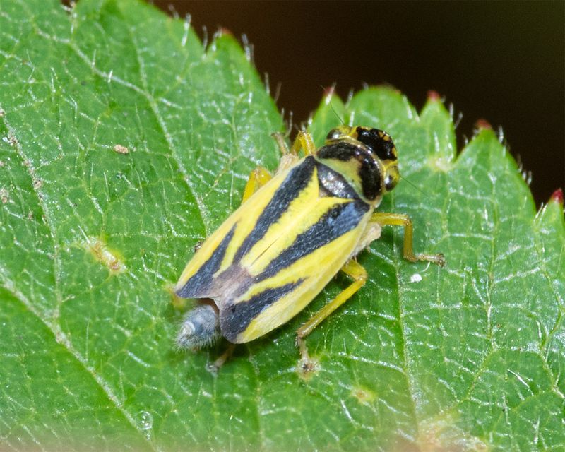 Leafhopper - Evacanthus interruptus 16-07-23.jpg