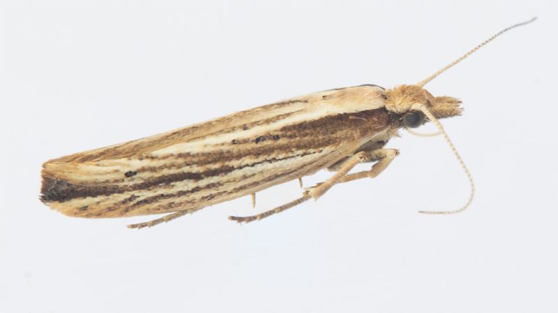 Micro Moth -  Ypsolopha ustella 21-07-23.jpg