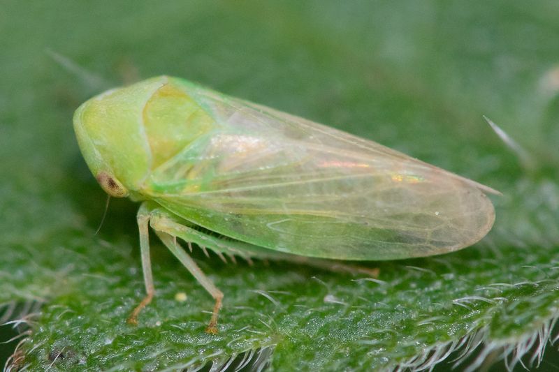 unid leafhopper 25-07-23.jpg