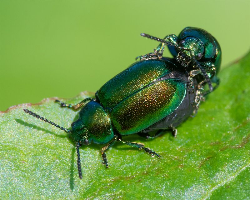 Green Dock Beetles - Gastrophysa viridula 25-07-23.jpg