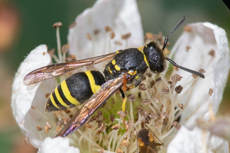Mason Wasp - Ancistrocerus gazella/parietum 29-07-23.jpg
