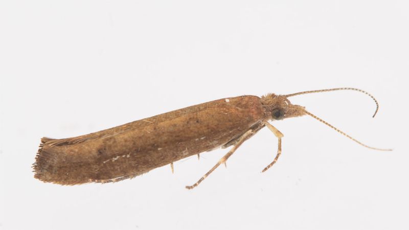 Micro Moth -  Ypsolopha ustella 04-08-23.jpg