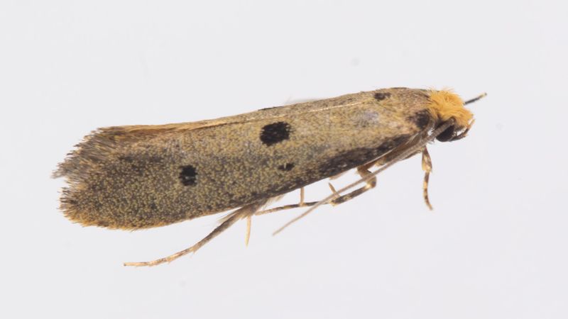 Micro Moth - Tinea trinotella 04-08-23.jpg