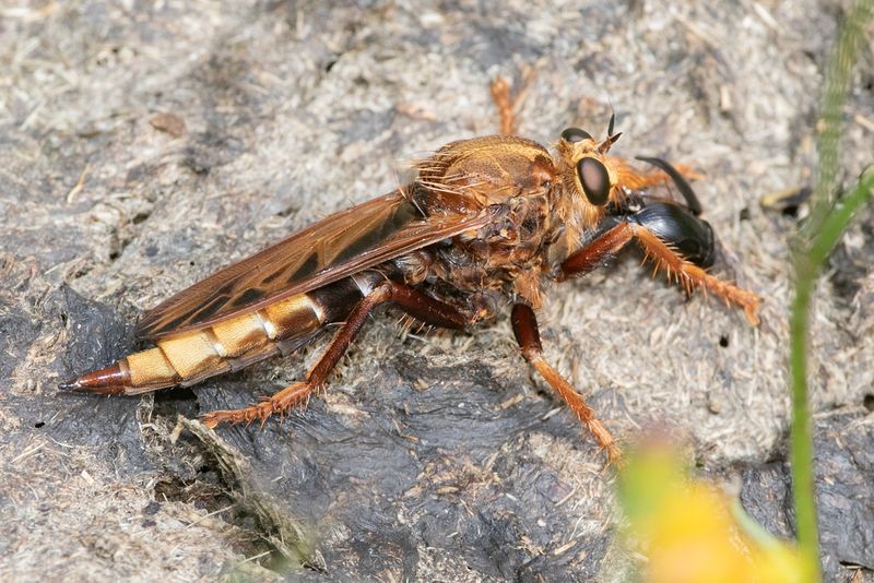 Hornet Robberfly - Asilus crabroniformis f 06-08-23.jpg