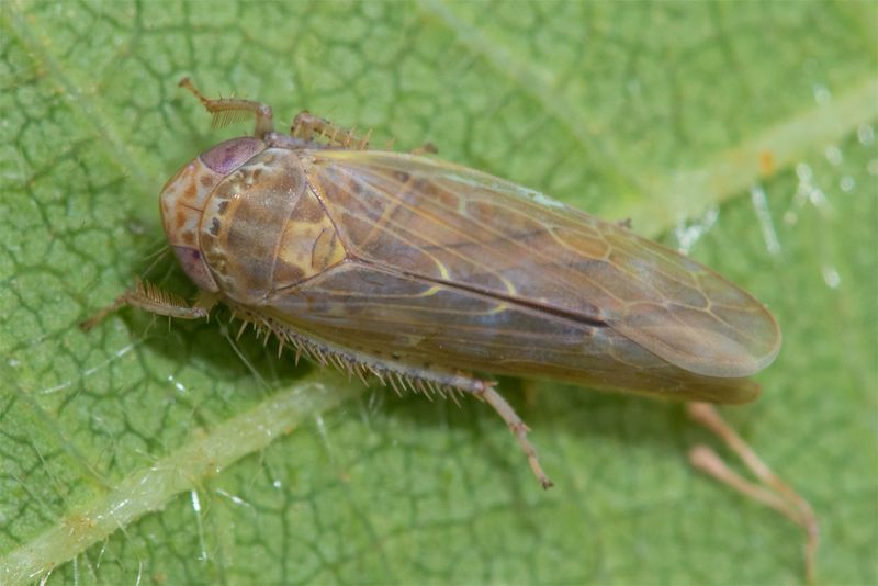 Leafhopper - Thamnotettix dilutior 06-08-23.jpg