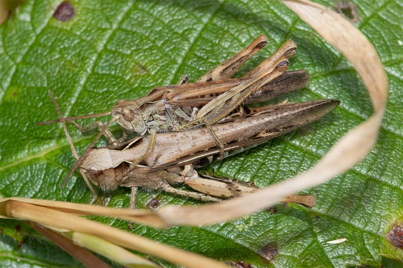 Field Grasshopper - Chorthippus brunneus pair 06-08-23.jpg