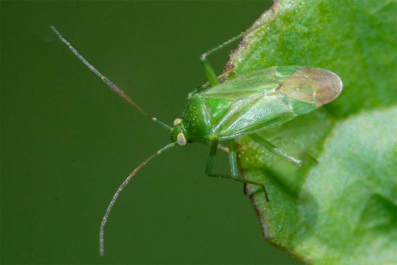 Common Green Capsid - Lygocoris pabulinus 16-08-23.jpg