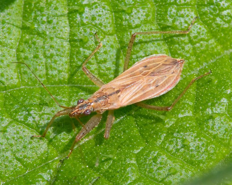 Common Damsel Bug - Nabis rugosus 22-08-23.jpg