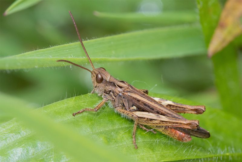 Field Grasshopper - Chorthippus brunneus 27-08-23 #2.jpg